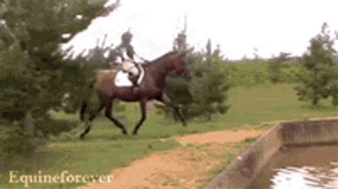 horse s e x gif|tenor horses gif.